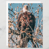 American Bald Eagle (Vorne/Hinten)