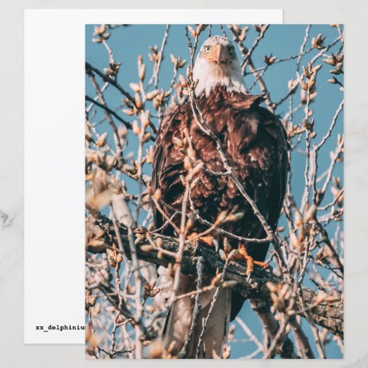 American Bald Eagle (Vorne/Hinten)
