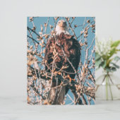 American Bald Eagle (Stehend Vorderseite)