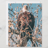 American Bald Eagle (Vorderseite)