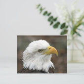 American Bald Eagle 2 Postkarte (Stehend Vorderseite)