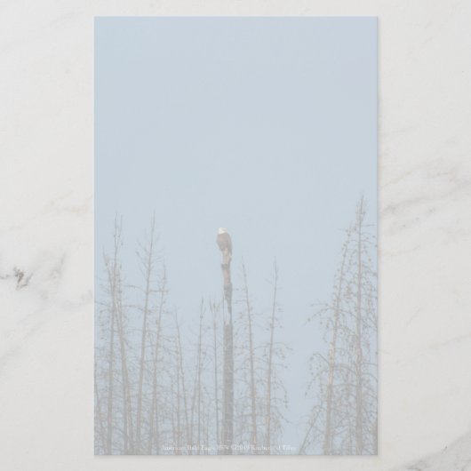 American Bald Eagle 8974 Briefpapier (Vorderseite)