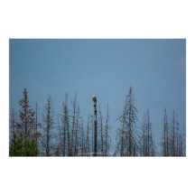 American Bald Eagle 8974