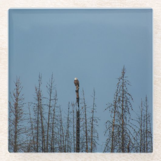 American Bald Eagle 8974 Glasuntersetzer (Vorderseite)