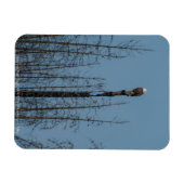 American Bald Eagle 8974 Magnet (Horizontal)