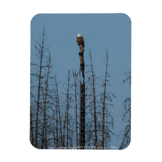 American Bald Eagle 8974 Magnet (Vertikal)