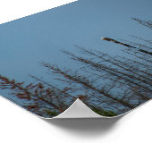 American Bald Eagle 8974 Poster (Ecke)