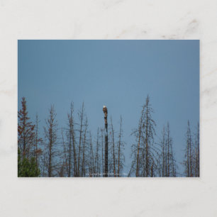 American Bald Eagle 8974 Postkarte
