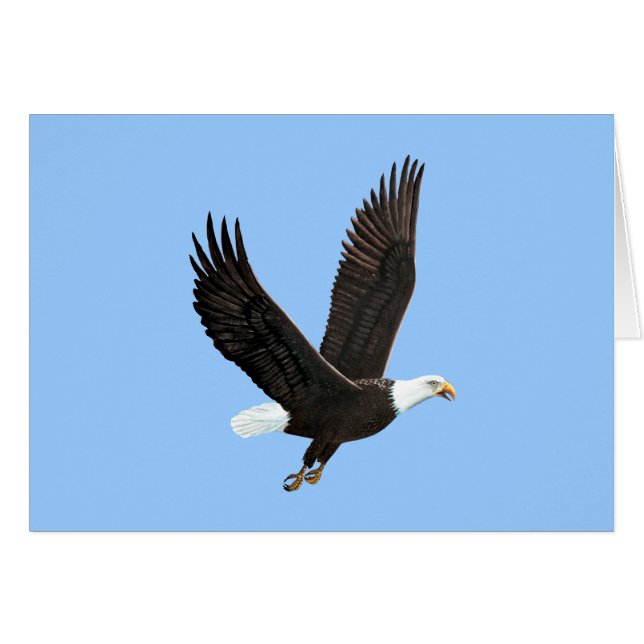 American Bald Eagle Card (Vorderseite (Horizontal))