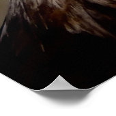 American Bald Eagle Closeup Poster (Ecke)