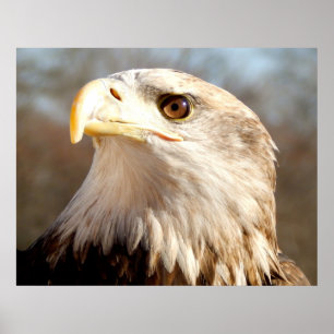 American Bald Eagle Closeup Poster