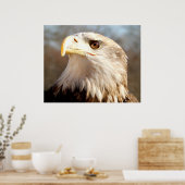 American Bald Eagle Closeup Poster (Küche)