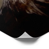 American Bald Eagle Closeup Poster (Ecke)