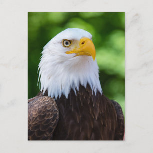 American Bald Eagle Foto Postcard Postkarte
