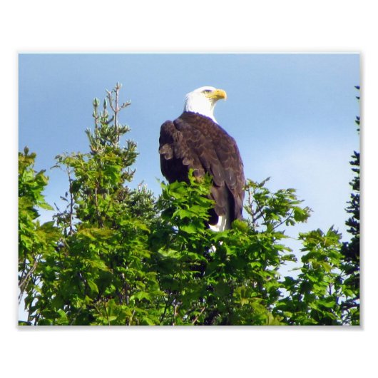 American Bald Eagle Foto Print (Vorne)