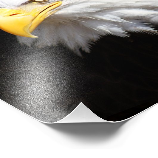American Bald Eagle Fotografie Print (Ecke)
