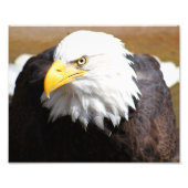 American Bald Eagle Fotografie Print (Vorne)