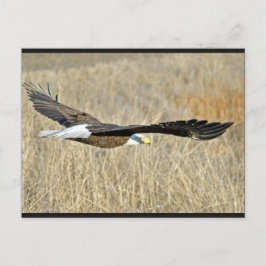 American Bald Eagle III Postcard Postkarte