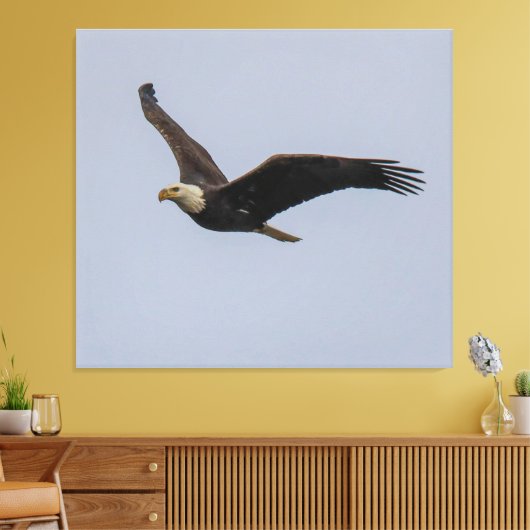 American Bald Eagle In Flight Leinwanddruck (Insitu (Wohnzimmer))