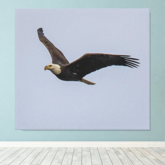 American Bald Eagle In Flight Leinwanddruck (Insitu (Holzboden))