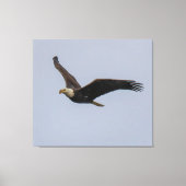 American Bald Eagle In Flight Leinwanddruck (Vorderseite)