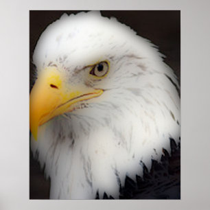 'American Bald Eagle in Portrait' Poster