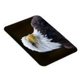 American Bald Eagle Magnet (Rechte Seite)