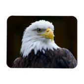 American Bald Eagle Magnet (Horizontal)