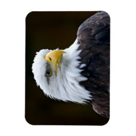 American Bald Eagle Magnet