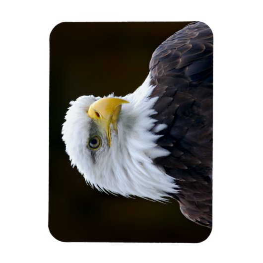 American Bald Eagle Magnet (Vertikal)