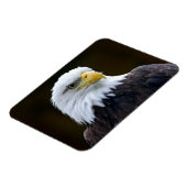 American Bald Eagle Magnet (Linke Seite)