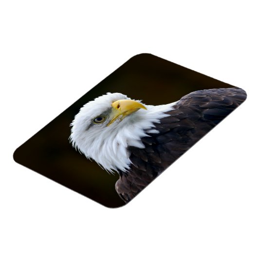 American Bald Eagle Magnet (Linke Seite)