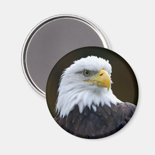 American Bald Eagle Magnet (Vorderseite/Rückseite)
