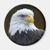 American Bald Eagle Magnet (Vorne)