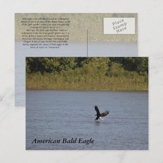 American Bald Eagle ~ Minnesota Postkarte (Vorne/Hinten)