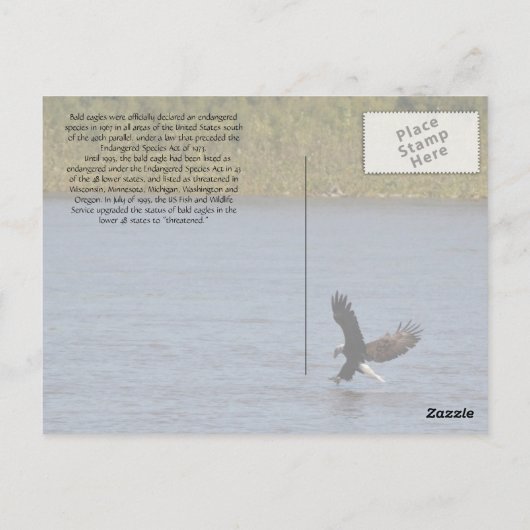 American Bald Eagle ~ Minnesota Postkarte (Rückseite)