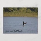 American Bald Eagle ~ Minnesota Postkarte (Vorderseite)