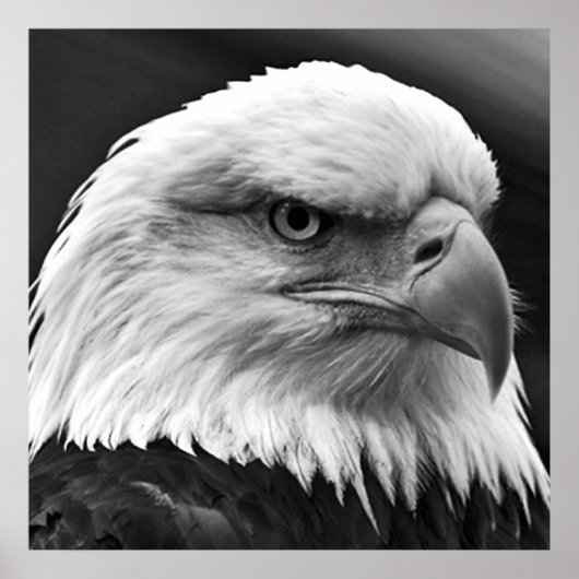 American Bald Eagle Motivierend Leadership Poster (Vorne)