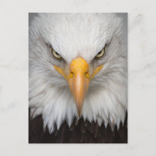 American Bald Eagle Nah-up Foto Postkarte