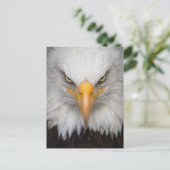 American Bald Eagle Nah-up Foto Postkarte (Stehend Vorderseite)