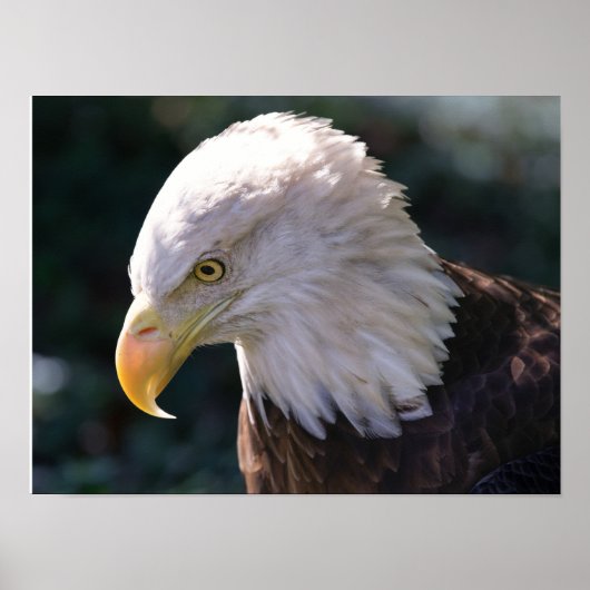 American Bald Eagle Nah-Up Poster (Vorne)