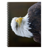 American Bald Eagle Notizblock (Vorderseite)