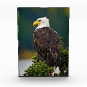 American Bald Eagle Perched Fotoblock (Vorderseite)