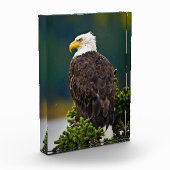 American Bald Eagle Perched Fotoblock (Links)