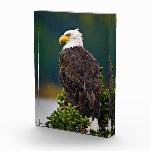 American Bald Eagle Perched Fotoblock (Rechts)