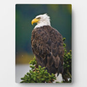 American Bald Eagle Perched Fotoplatte (Vorderseite)