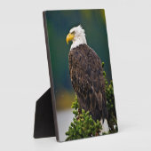 American Bald Eagle Perched Fotoplatte (Seite)