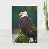 American Bald Eagle Perched Karte (Vorderseite)