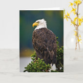 American Bald Eagle Perched Karte (Gelbe Blume)