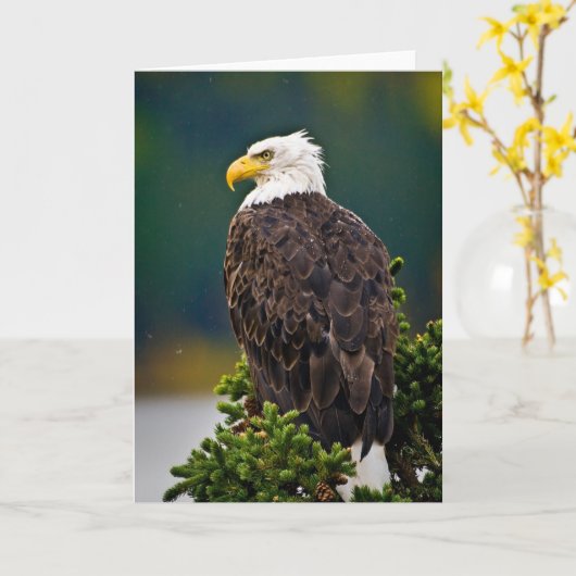 American Bald Eagle Perched Karte (Gelbe Blume)